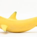 Banana Shark, 2011