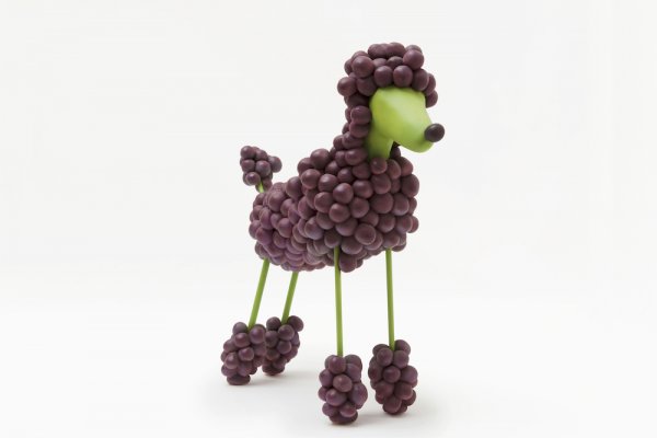 Grapes Poodle, 2008